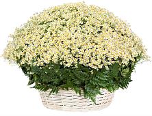 Цветочная композиция из Ромашки в корзине #REPLACE_PRED# Ишиме